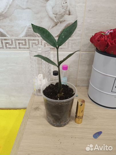 Замиакулькасы и Ко