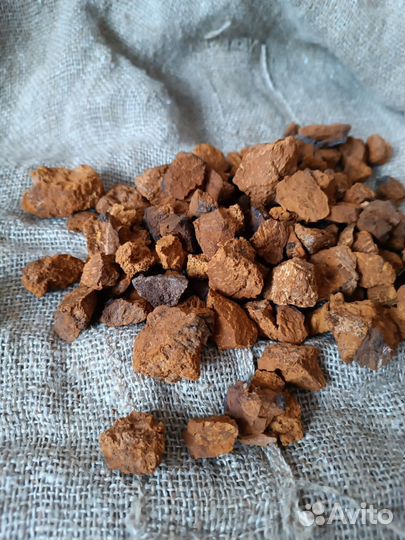 Чага березовая