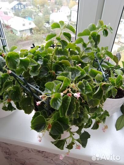 Бегония вечноцветущая