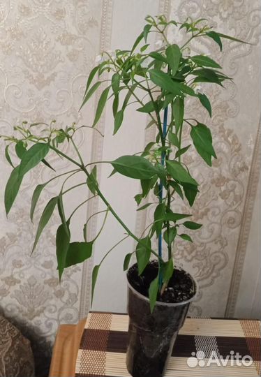 Перец комнатный