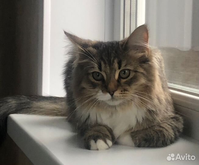 Кошки в добрые руки