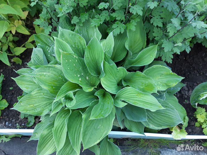 Цветы многолетники