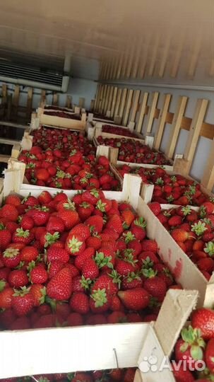Свежая клубника из киргизии