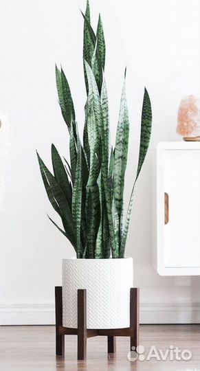 Сансевиерия детки