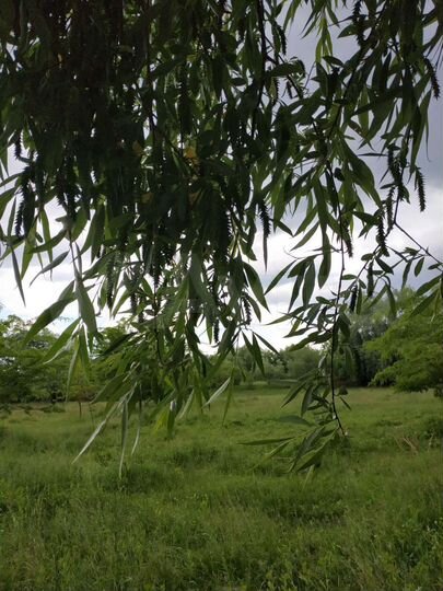 Участок 50 сот. (ИЖС)