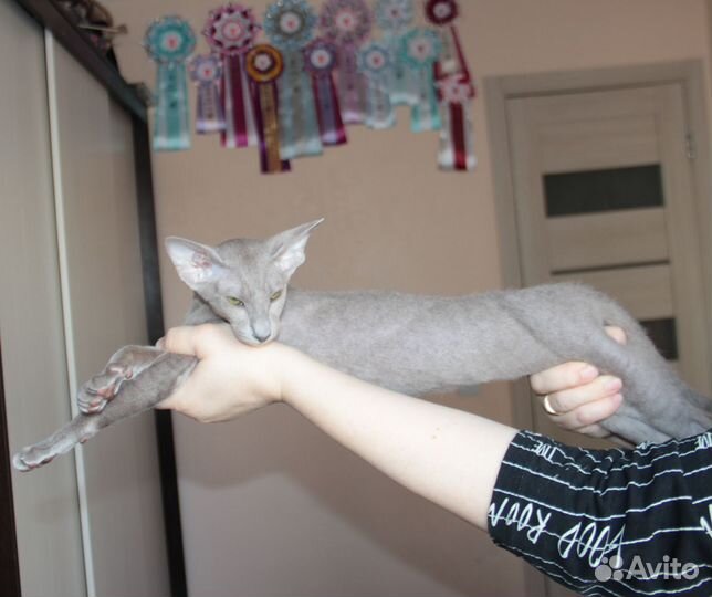 Петерболд девочка