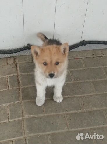 Щенок в добрые руки бесплатно