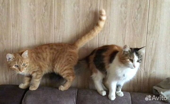 Кот Кошка в дар