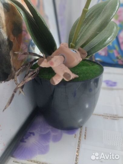 Lps оригинал