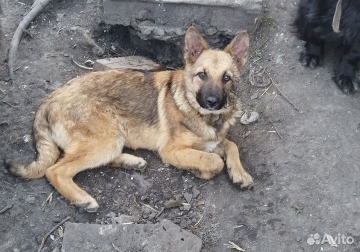 Щенок девочка 8 месяцев