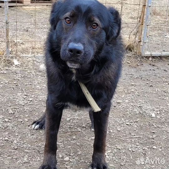 Собака