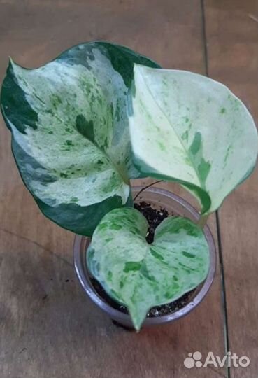 Сциндапсусы