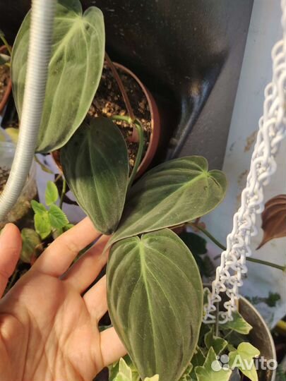 Сциндапсус, Фил Бразил и миканс