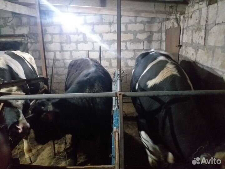 Бычки на мясо