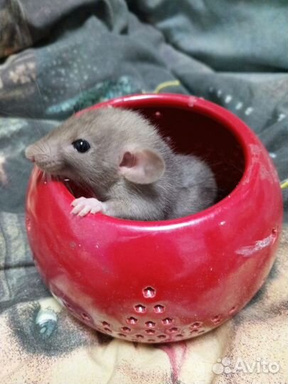 Крыса дамбо