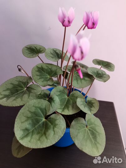 Европейский цикламен душистый Purpurascens