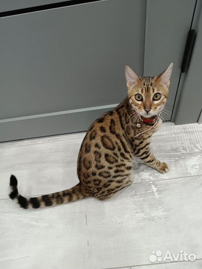Бенгальская кошка