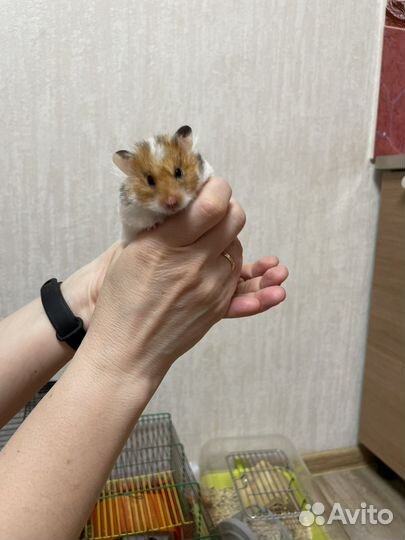 Сирийский хомяк