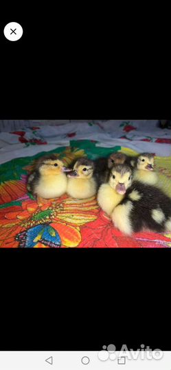 Индоутята недельные