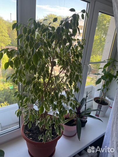 Фикус бенджамина большой