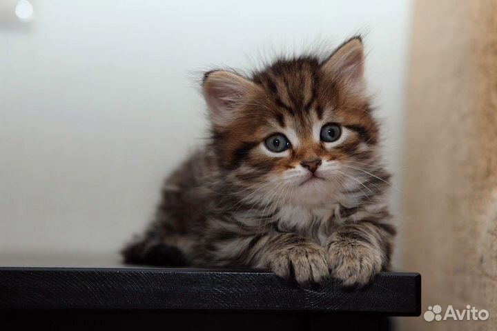 Тигрово-полосатые сибирские котята