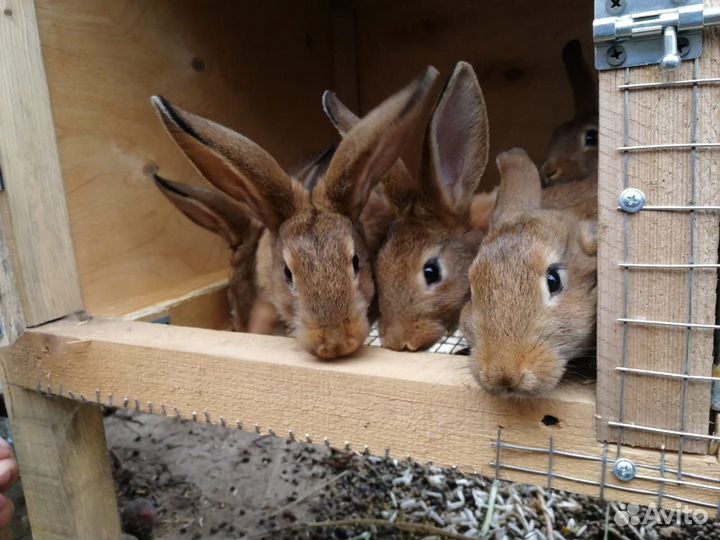 Продам кроликов