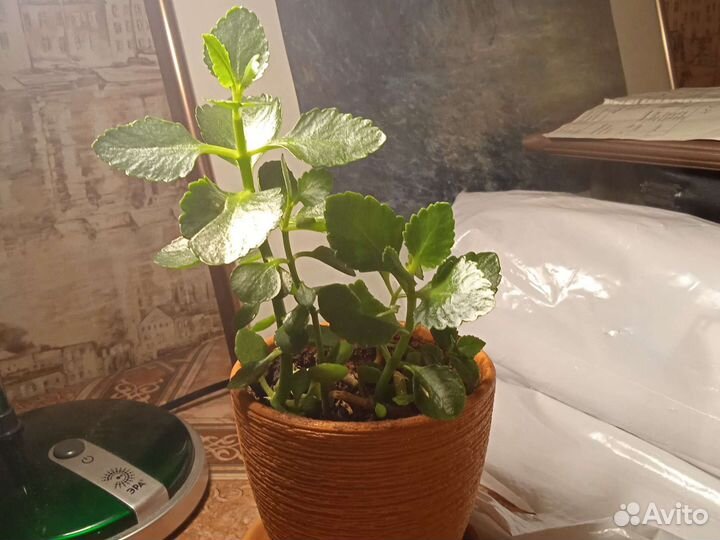 Каланхое, рыженькое