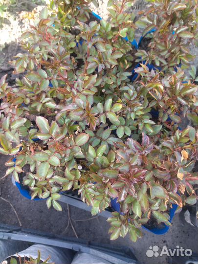 Продаю розы петуния георгины