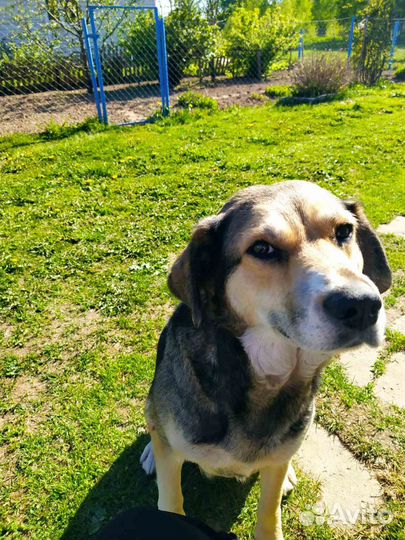 Собака в добрые руки отдам бесплатно