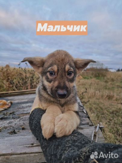 Щеночки в добрые руки