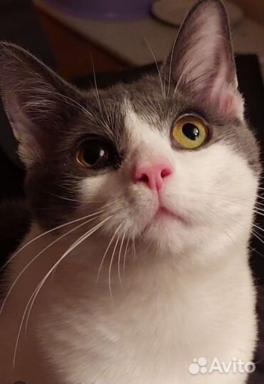 Котик ищет свой дом