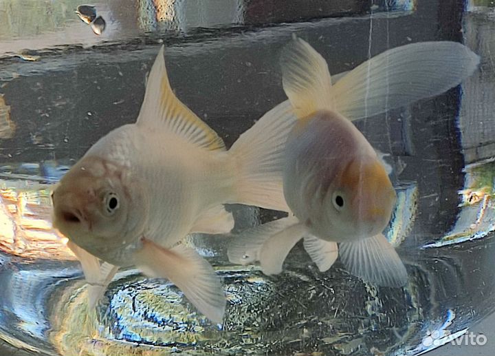 Рыбки золотые прудовые