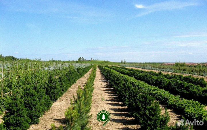 Ели С доставкой