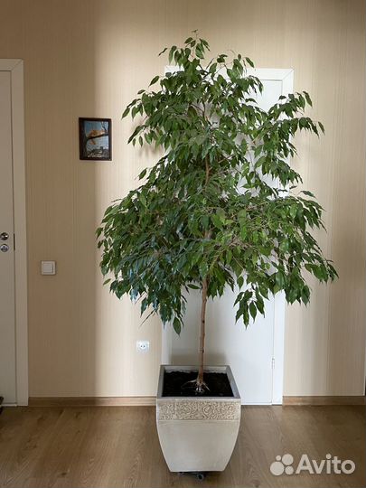 Фикус Бенджамина большой
