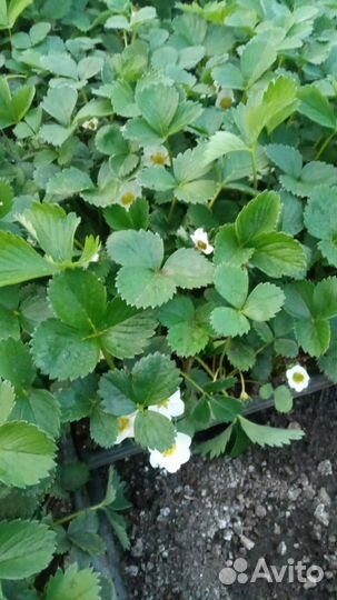 Рассада клубники Альба Альбион Клери Джоли Квики