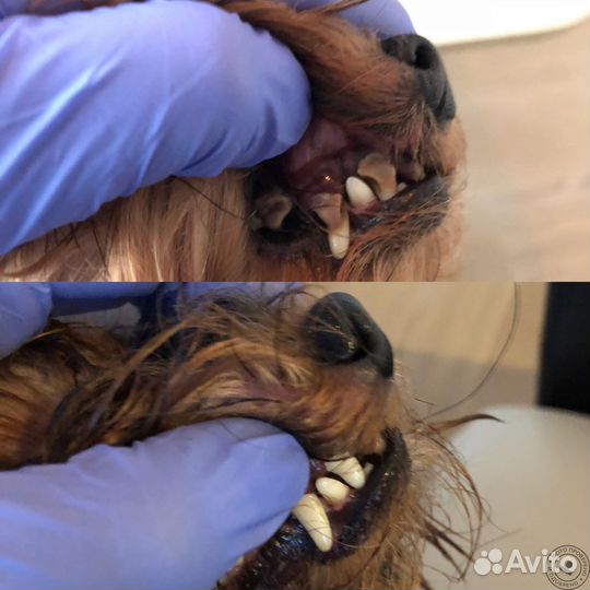 Чистка зубов собакам,кошкам