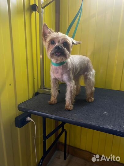 Нужны модели на груминг (стрижка)