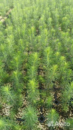 Саженцы сосны обыкновенной зкс