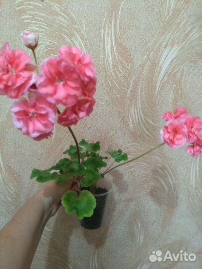 Пеларгония герань