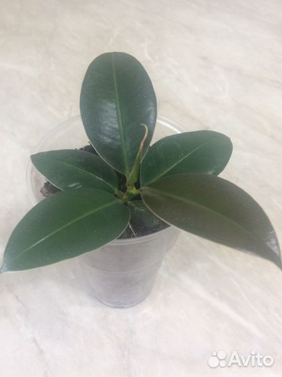 Фикусы: бенжамина вариегатный, каучуконосный