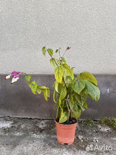 Клеродендрум томпсон