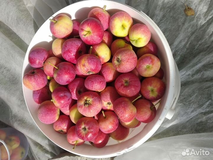 Ранетки воспитанница