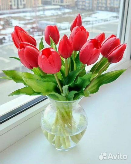 Тюльпаны