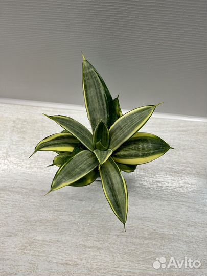 Сансевиерия 4