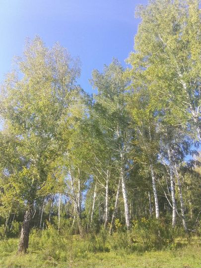 Участок 6,31 га (СНТ, ДНП)