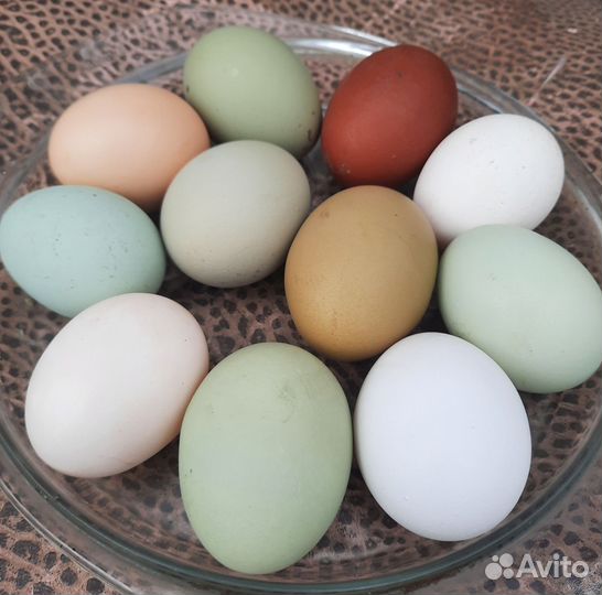 Яйцо, цыплята от несушки с цветным яйцом