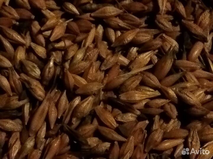 Овес ячмень пшеница