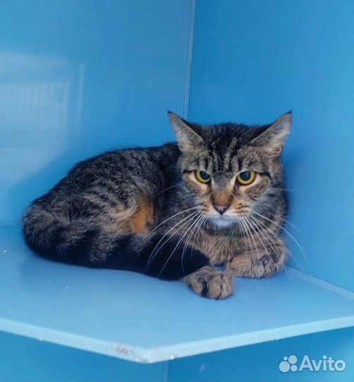 Косоглазка и ее шанс до понедельника