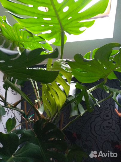 Монстера взрослое растение