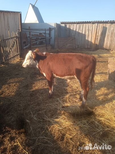Продам бычков